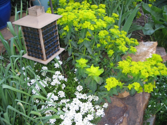 Euphorbia polychroma & candytuft in bloom